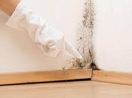 Why You Should Choose Our Mold Remediation Services in (206) 803-13630